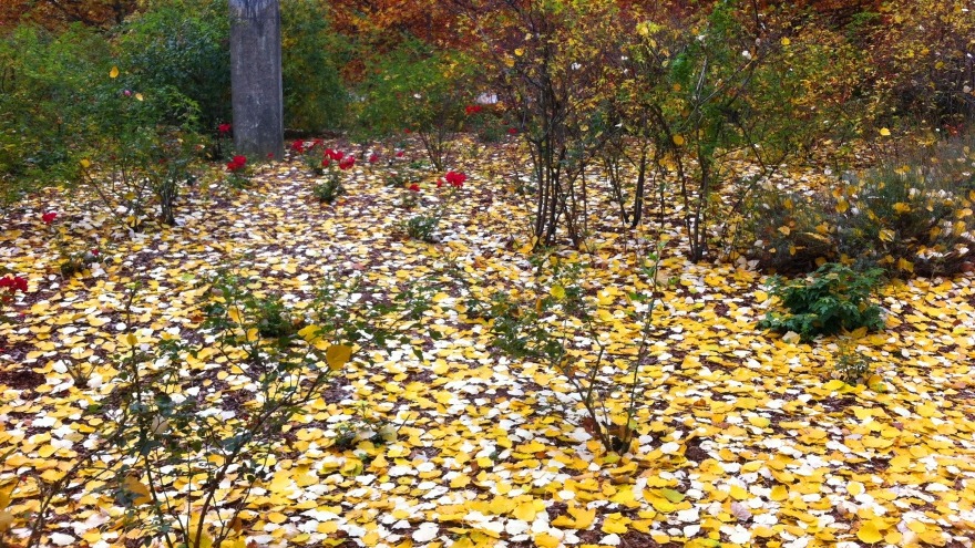 Herbstblüher Herbstblüher